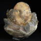Eindrucksvoller Ammonit Placenticeras meeki aus South Dakota