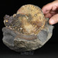 Herrlicher Ammonit Placenticeras meeki aus der Kreidezeit