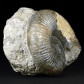 Fossilien Ammoniten Lytoceras salebrosum aus Dorset