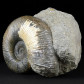 Ammoniten aus England Lytoceras salebrosum