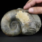 Schöner Jura Ammonit Lytoceras salebrosum aus England