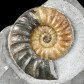 versteinerter Jura Ammonit Asteroceras obtusum