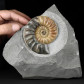 Herrlicher Jura Ammonit Asteroceras aus Dorset