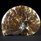 versteinerter Ammonit Placenticeras meeki South Dakota