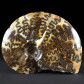 Fossilien Ammoniten Placenticeras meeki aus South Dakota