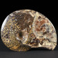 Perlmutt Ammonit Placenticeras meeki aus South Dakota
