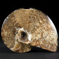 Versteinerter Kreide Ammonit Placenticeras meeki
