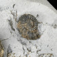 Ammoniten Liparoceras (Beceiceras) bechei aus Dorset