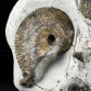 Fossilien Jura Ammonit Liparoceras (Beceiceras) bechei aus Dorset