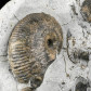 Seltener Ammonit Liparoceras (Beceiceras) bechei aus Dorset