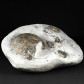 Ammonit Liparoceras (Beceiceras) bechei aus Dorset