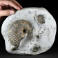Fossilien aus Dorset Ammonit Liparoceras bechei Jurazeit
