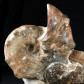 Fossilien Ammoniten Mammites nodosoides aus der Kreidezeit
