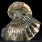 Fossilien Ammoniten Deshayesites imitator Unterkreide Saratov