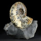 Irisierender Ammonit Deshayesites imitator