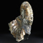 Fossilien Ammoniten Kreidezeit Deshayesites imitator aus Russland