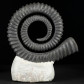 Eindrucksvoller heteromorpher Ammonit Anetoceras aus dem Devon
