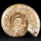Fossilien Ammoniten Kranaosphinctes aus Madagaskar