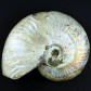 Fossilien Perlmutt Ammonit Cleoniceras aus Madagaskar