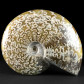 Schöner Unterkreide Ammonit Cleoniceras aus Madagaskar