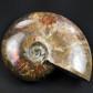Fossilien online Ammoniten aus Madagaskar rot irisierend