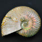 Fossilien aus Madagaskar Perlmutt Ammoniten Cleoniceras besairiei