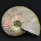 Seltener Perlmutt Ammonit Cleoniceras aus Madagaskar