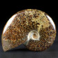 Versteinerter Madagaskar Ammonit Cleoniceras besairiei
