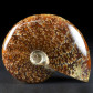 Versteinerter Madagaskar Ammonit Cleoniceras besairiei