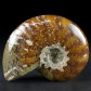 Fossilien Ammoniten poliert aus Madagaskar