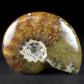 Ammonit Cleoniceras besairiei