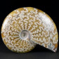 Ammonit Cleoniceras aus Madagaskar mit tollen Lobenlinien