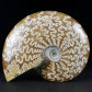 Fossilien Ammoniten Cleoniceras aus Madagaskar