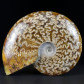 Herrlicher polierter Ammonit Cleoniceras aus Madagaskar