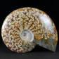 Schöner polierter Kreide Ammonit Cleoniceras besairiei