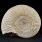 Ammonit Divisosphinctes aus der Oberjura Madagaskar