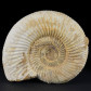Fossilien Madagaskar Ammonit Perisphinctes Jurazeit