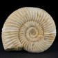 Versteinerter Jura Ammonit Divisosphinctes aus dem Oxfordium