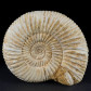 Jura Ammonit Perisphinctes (Divisosphinctes) aus Madagaskar