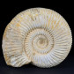 Madagaskar Ammonit Divisosphinctes besairiei 