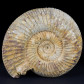 Versteinerter Ammonit Divisosphinctes besairiei