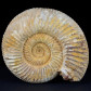 Jura Ammonit Divisosphinctes Fossilien aus Madagaskar