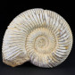 Madagaskar Ammonit naturbelassen Divisosphinctes sp.