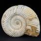 Fossilien Jura Ammonit Divisosphinctes sakaraha madagaskar