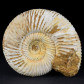 Ammoniten Madagaskar