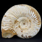 Ammoniten Madagaskar 