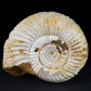 Ammonit Divisosphinctes aus der Jurazeit von Madagaskar