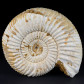 Ammonit Divisosphinctes besairiei aus Sakaraha Madagaskar