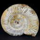 Fossilien ammoniten aus der Jurazeit Divisosphinctes sp.