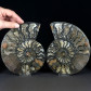 Grosses Ammoniten Paar Fossilien aus der Kreidezeit